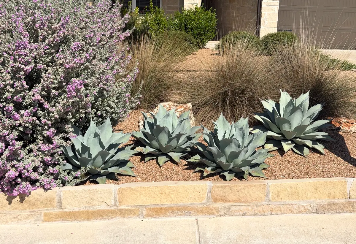 Agave, Texas sage and ornamental grasses planted behind a limestone border