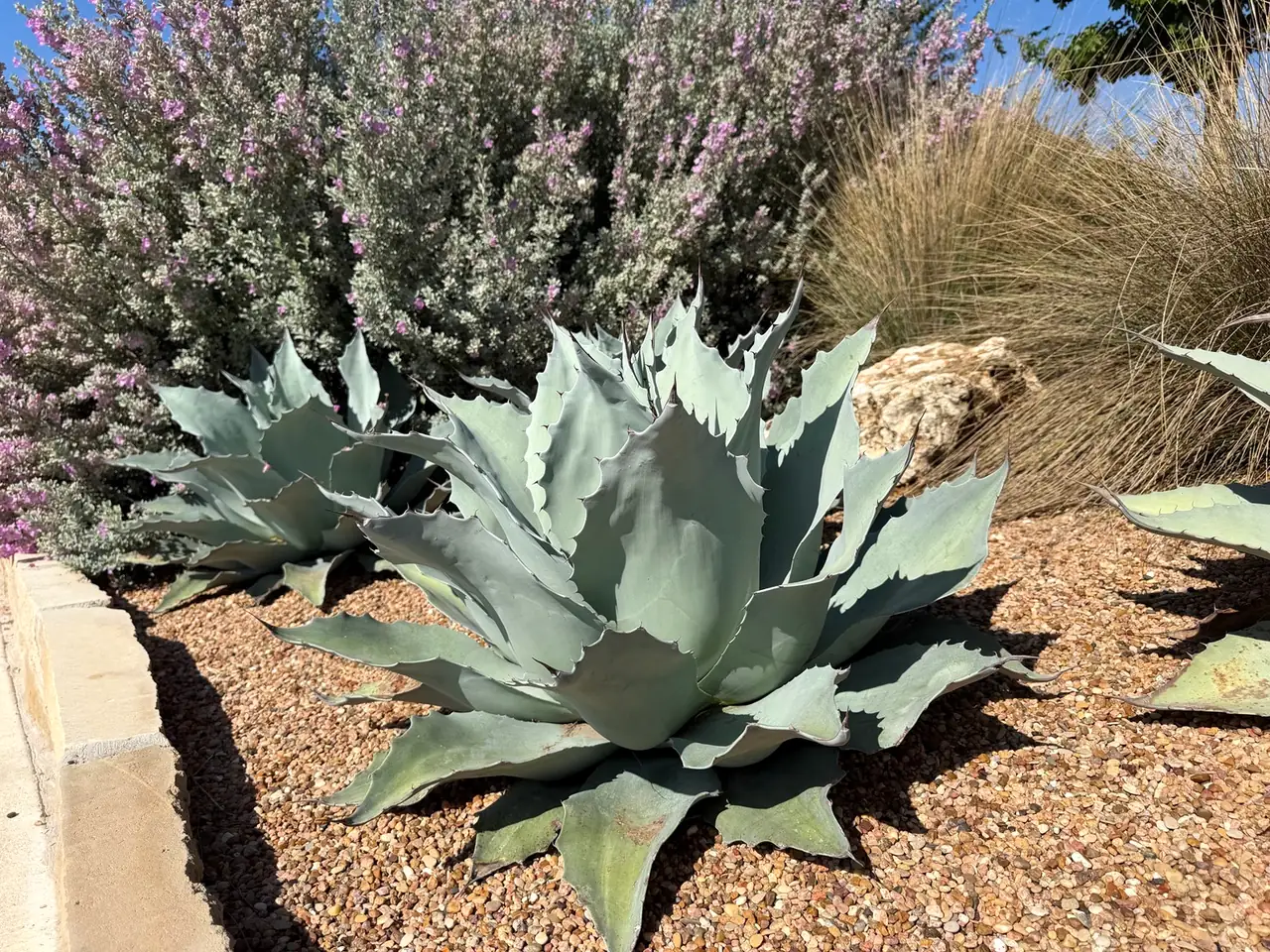 Agave bed edged with a limestone border