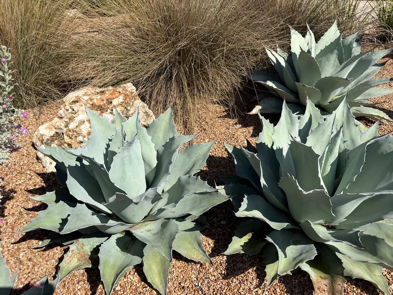 Agave and ornamental grass in a gravel bed with accent boulders